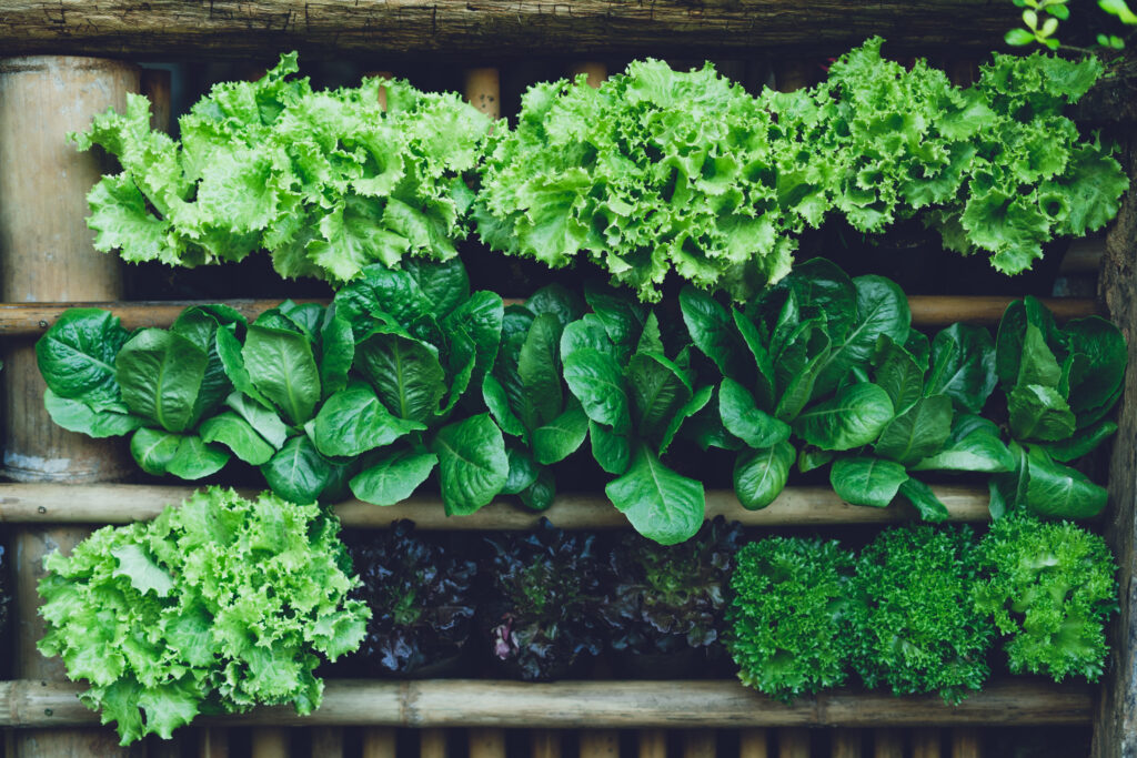 Assortment of leafy greens on a wooden display